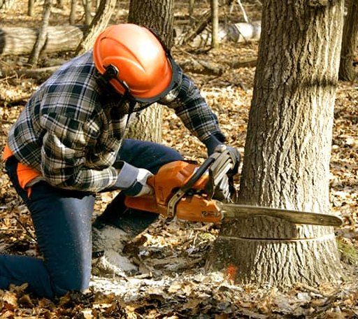 Tree Removal in Milford, IN